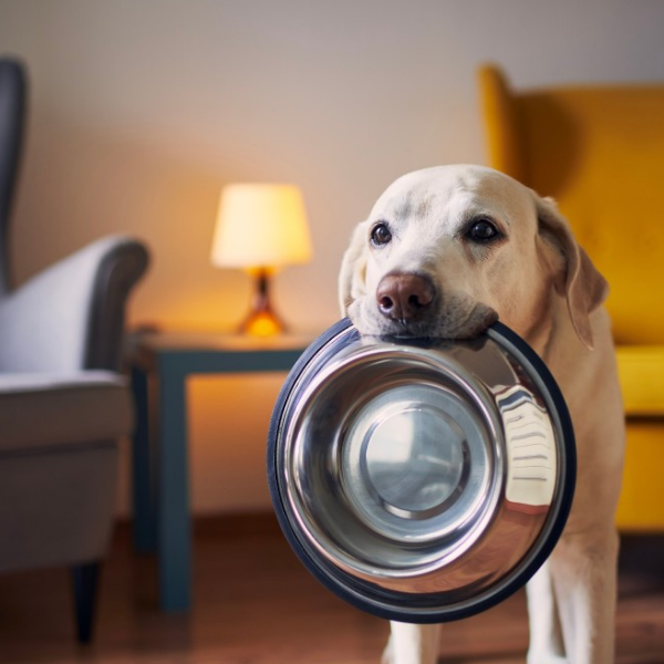 The Ultimate Guide to Pet Accessories: Must-Haves for Every Pet Parent