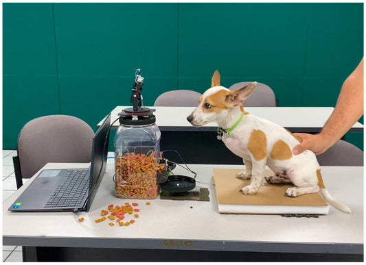 The Complete Guide to Pet Feeders: Making Mealtime Easy &  Healthy